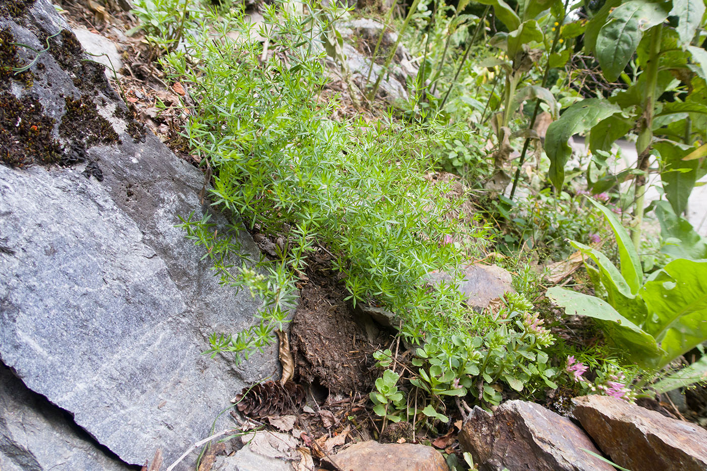 Изображение особи род Galium.