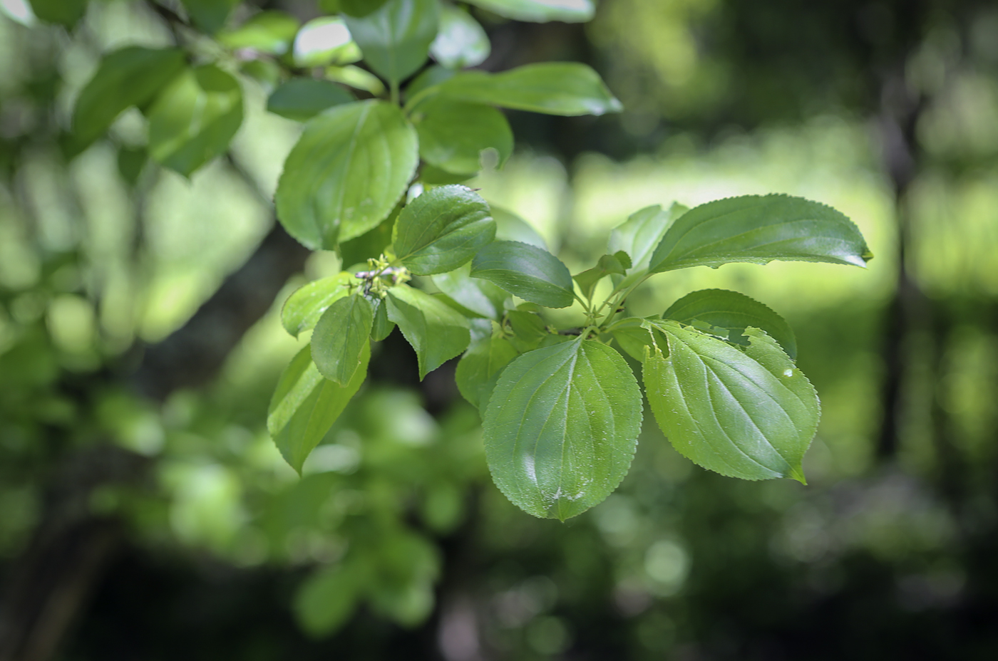 Image of Rhamnus cathartica specimen.