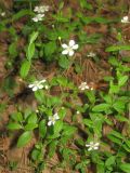 Moehringia lateriflora. Цветущее растение. Окр. Томска, сосновый лес. 13.06.2010.