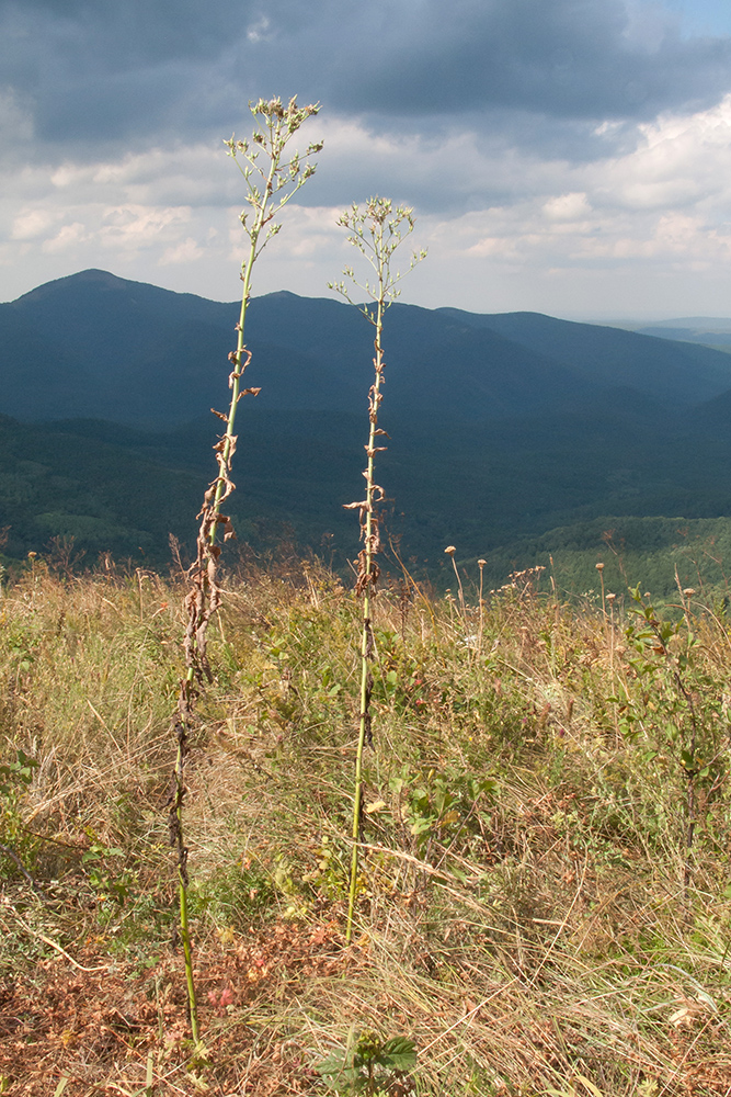 Image of Lactuca chaixii specimen.