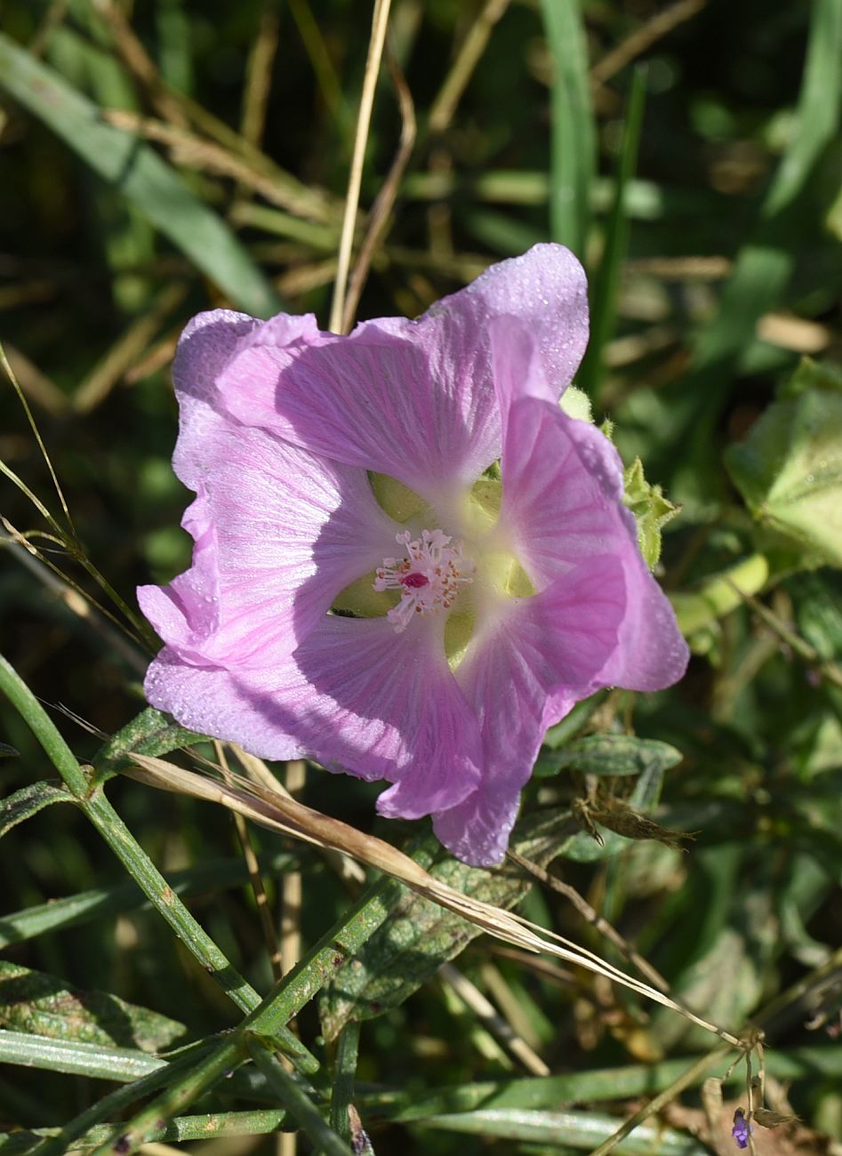 Image of Malva alcea specimen.