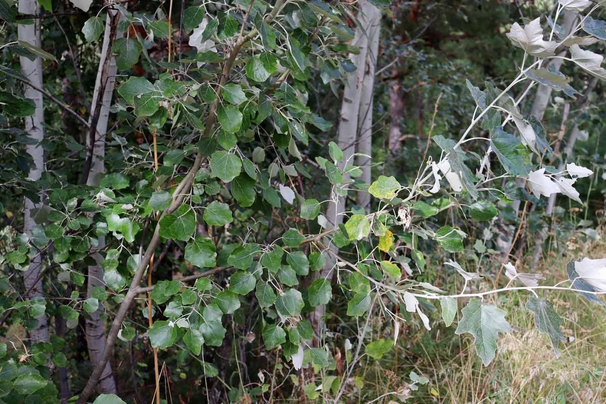 Image of Populus &times; canescens specimen.