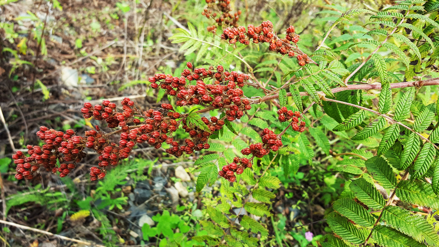 Image of Sorbaria sorbifolia specimen.