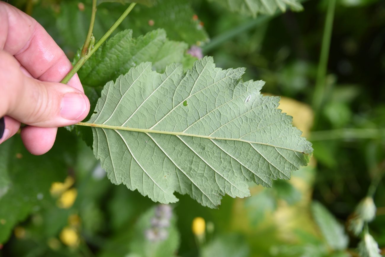 Image of Alnus incana specimen.