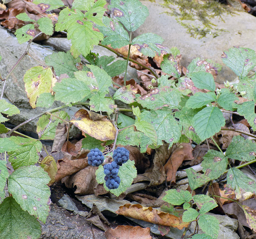 Изображение особи Rubus caesius.