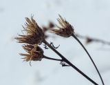 Serratula coronata. Верхушки веточки с сухими соплодиями-корзинками. Пермский край, Лысьвинский р-н, камень Великан, прибрежный луг. 18.02.2023.