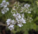 Coriandrum sativum