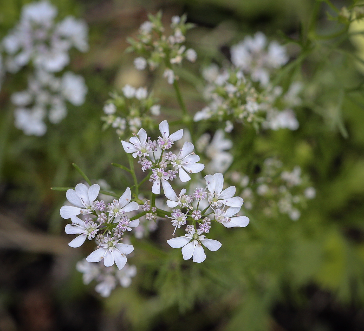 Изображение особи Coriandrum sativum.