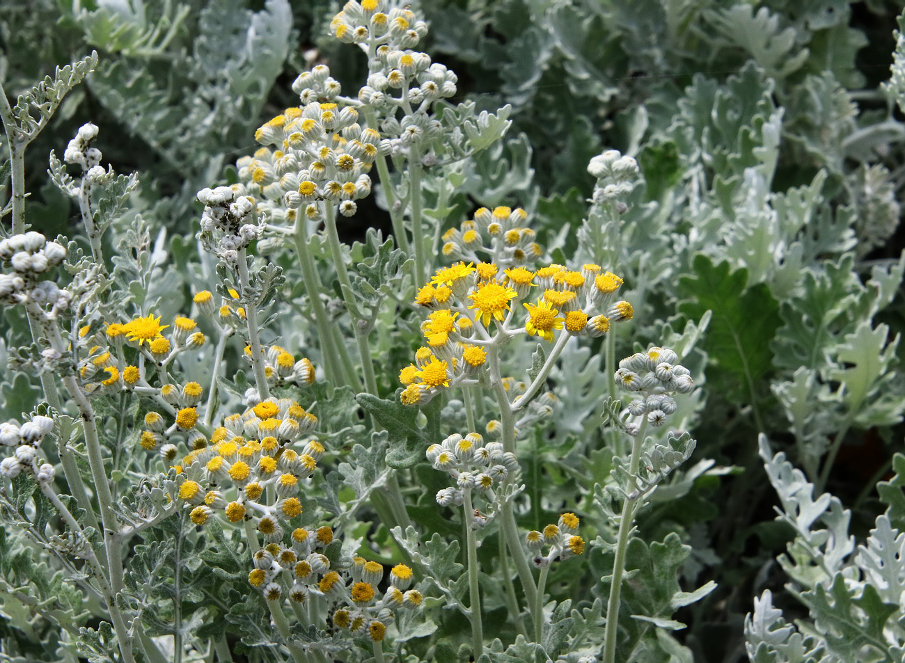 Изображение особи Senecio cineraria.