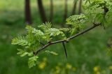 genus Gleditsia. Верхушка ветви. Дагестан, Кумторкалинский р-н, долина р. Шураозень, у дороги. 30.04.2022.