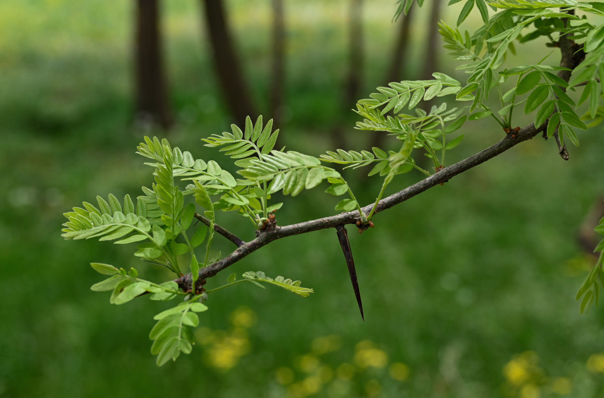 Image of genus Gleditsia specimen.