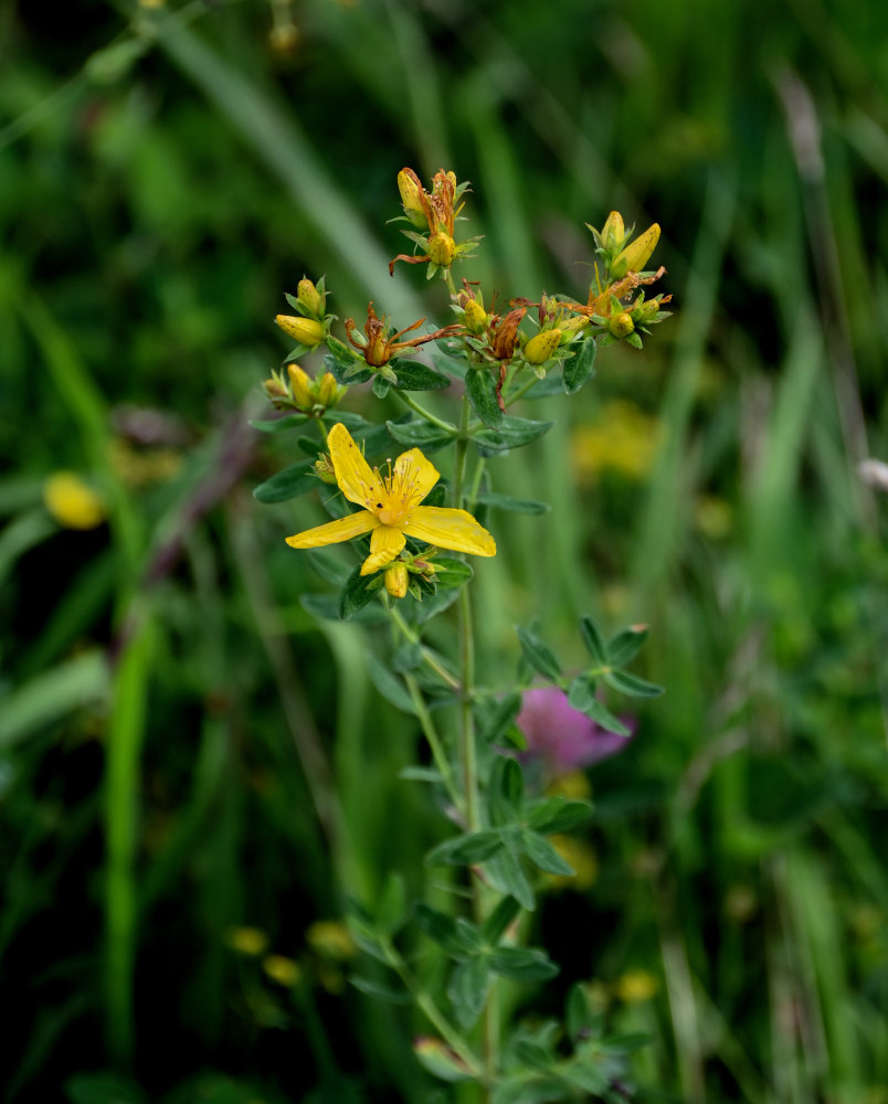 Изображение особи Hypericum perforatum.