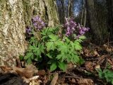 Corydalis solida