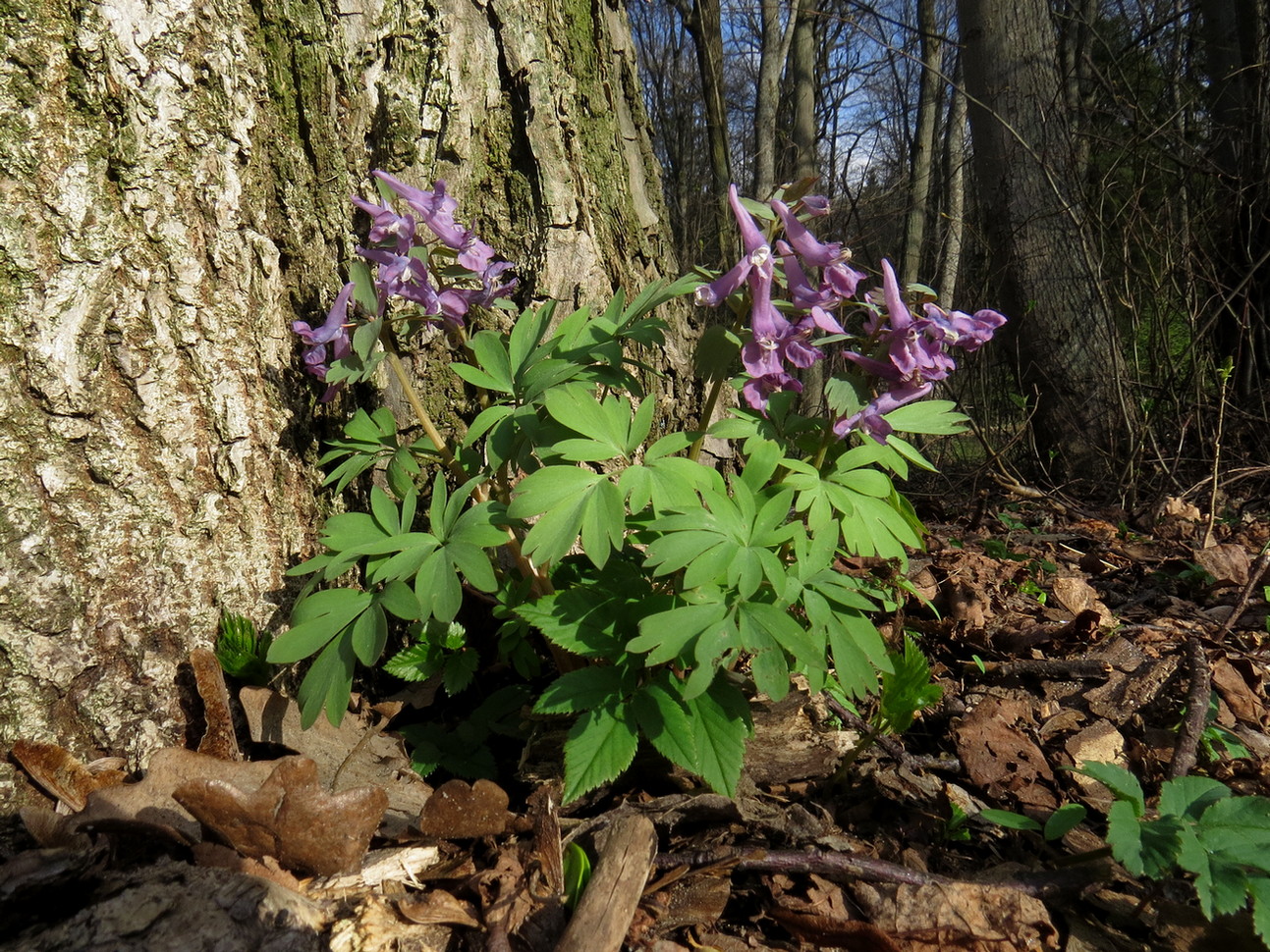 Изображение особи Corydalis solida.