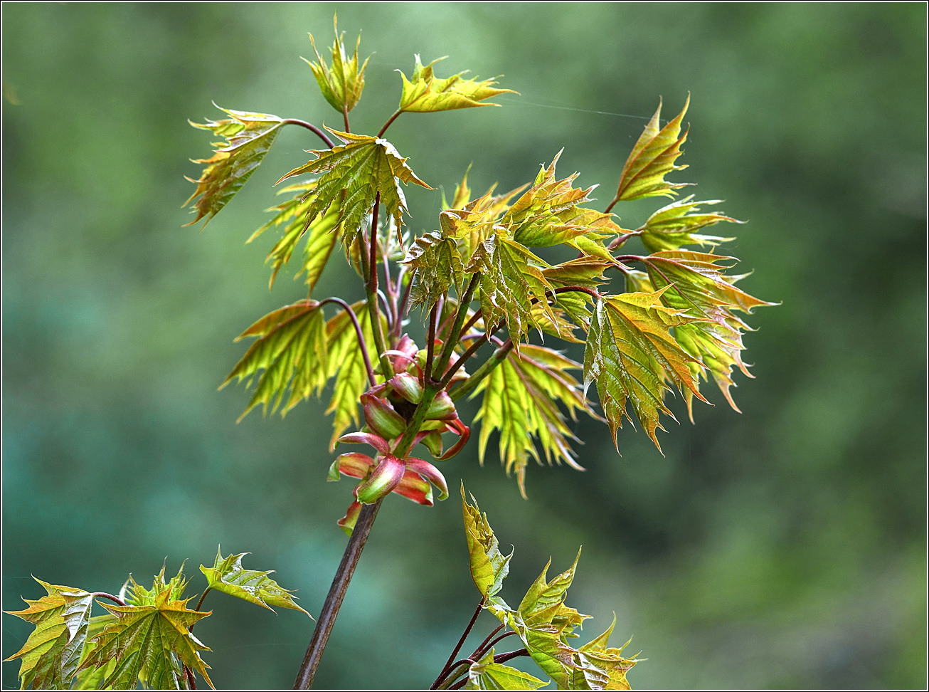 Image of Acer platanoides specimen.