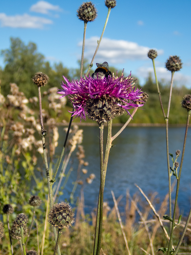 Изображение особи Centaurea apiculata.