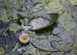 Nymphaea tetragona. Цветок и листья в сообществе с Hydrocharis morsus-ranae, Lemna и Alisma plantago-aquatica. Пермский край, Кунгурский р-н, окр. с. Поповка, карстовое озеро. 23.07.2023.