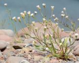 род Erigeron