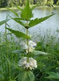 Lamium album