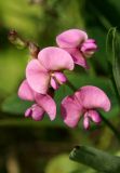 Смотреть изображение Lathyrus sylvestris