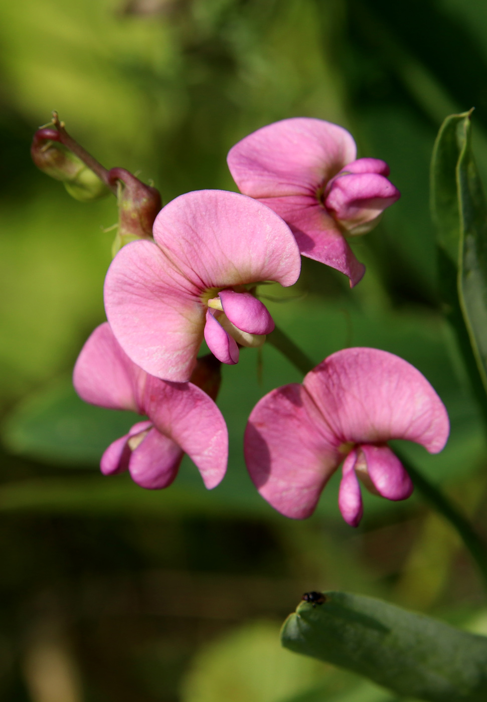 Image of Lathyrus sylvestris specimen.