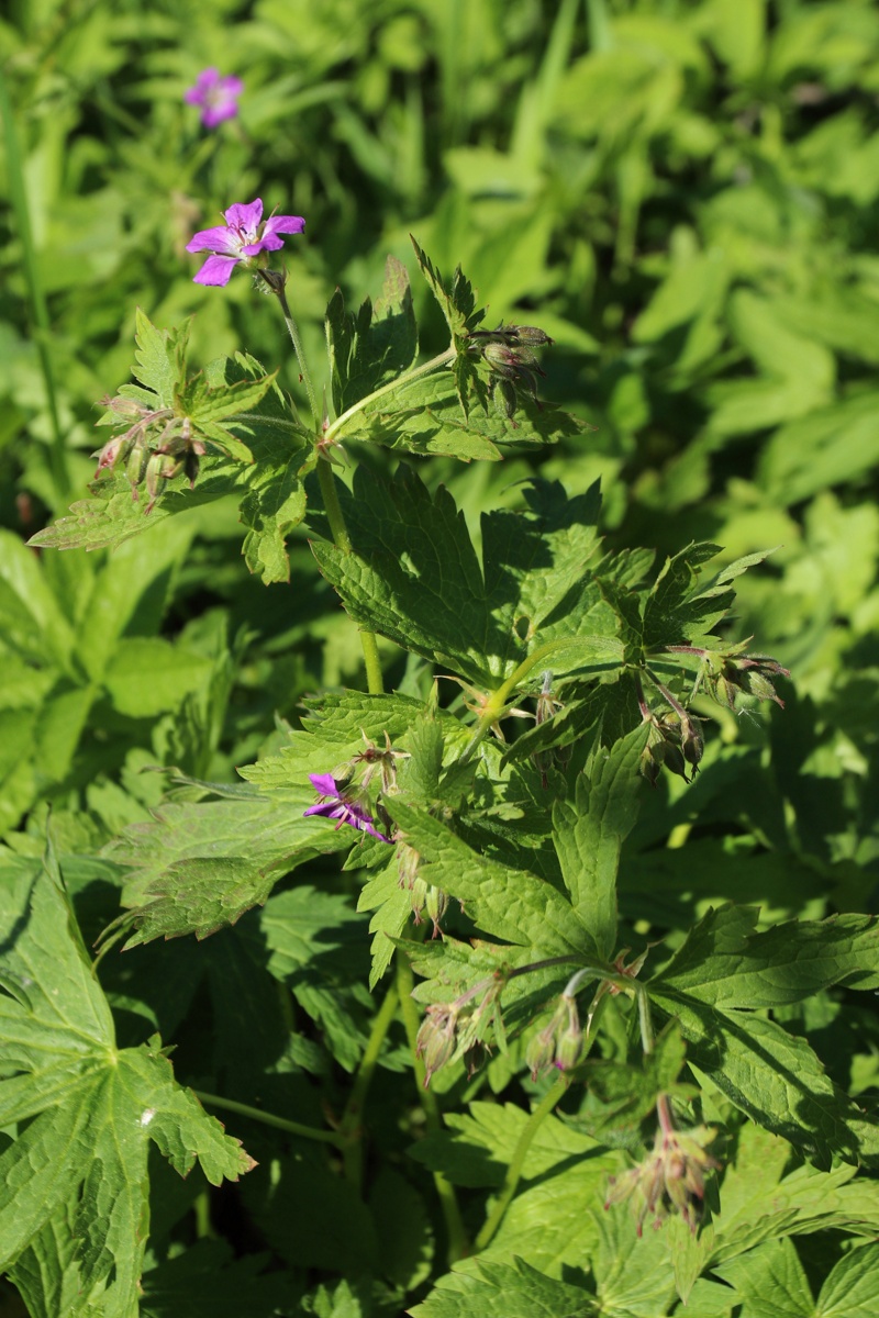 Изображение особи Geranium sylvaticum.