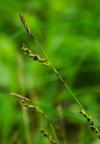genus Carex. Верхушка цветущего растения. Свердловская обл., Краснотурьинский ГО, долина р. Каква, средняя часть склона Камня Ступеньки, сосновый лес. 10 июня 2023 г.