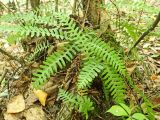 Polypodium sibiricum