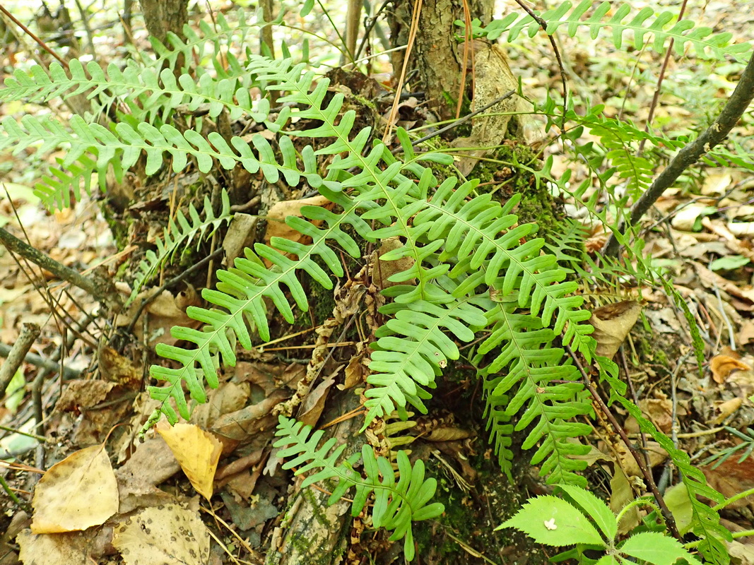 Image of Polypodium sibiricum specimen.