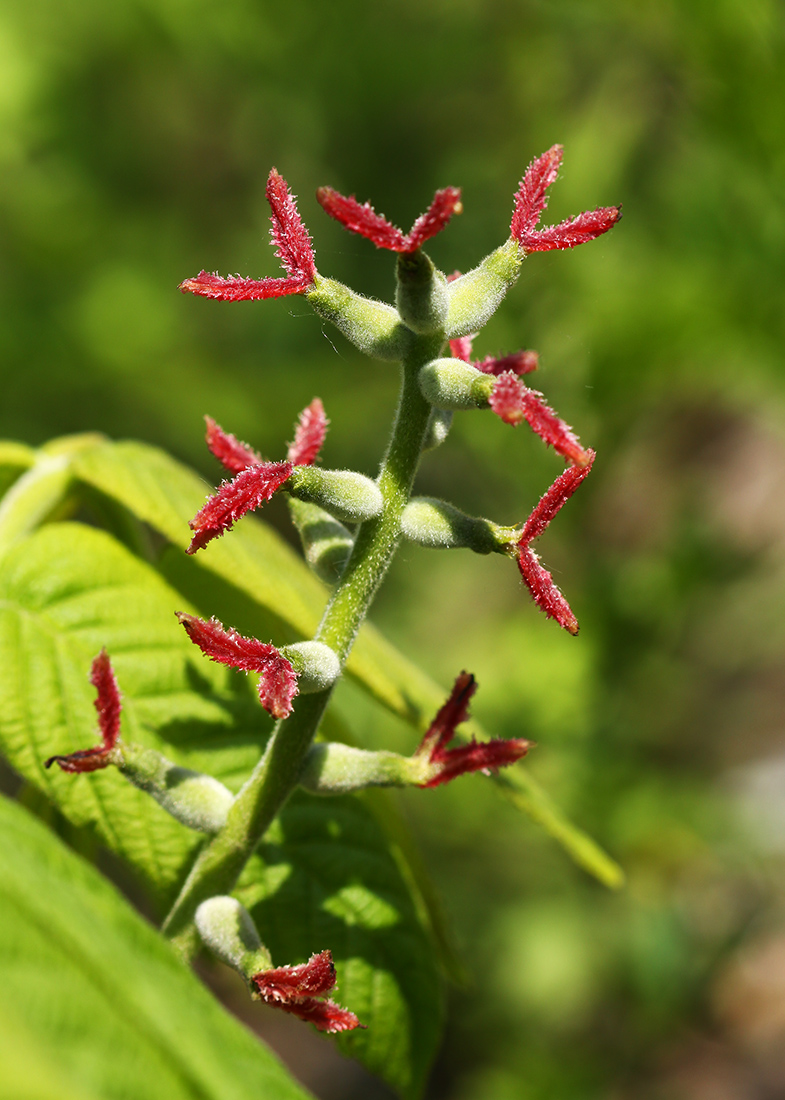 Изображение особи Juglans mandshurica.