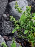 Chenopodium album