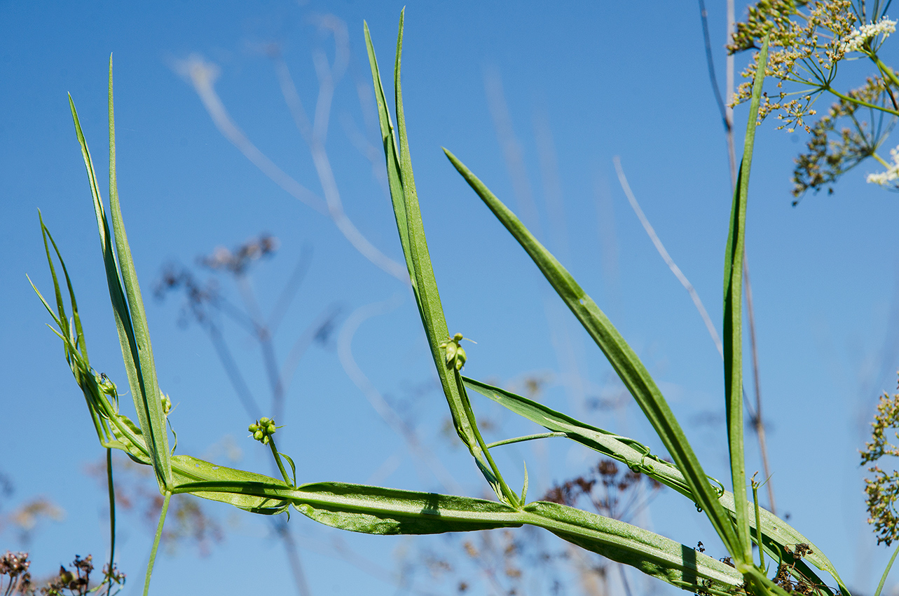 Image of Lathyrus sylvestris specimen.