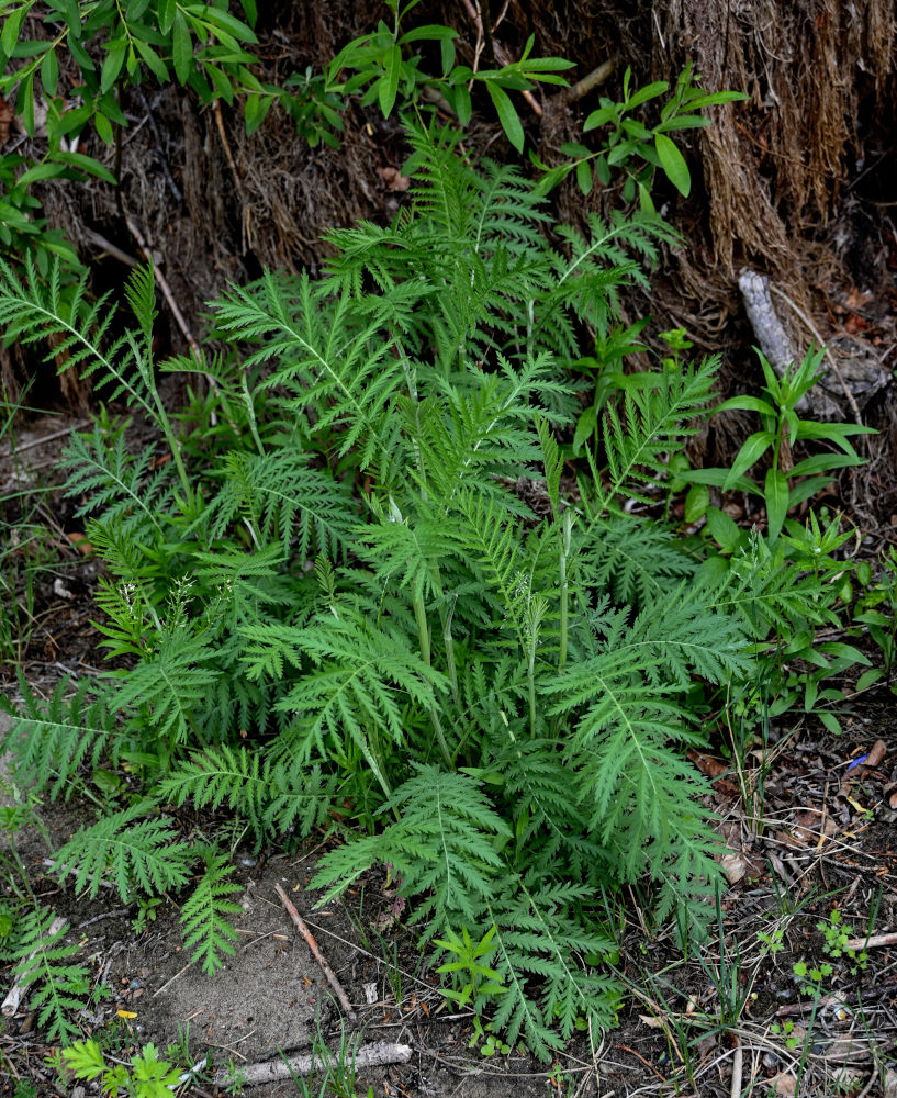 Изображение особи Tanacetum vulgare.