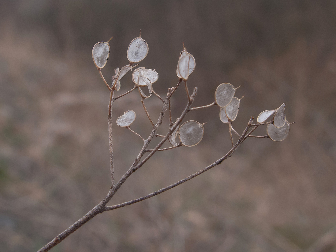 Изображение особи Odontarrhena muralis.