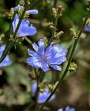 Cichorium intybus