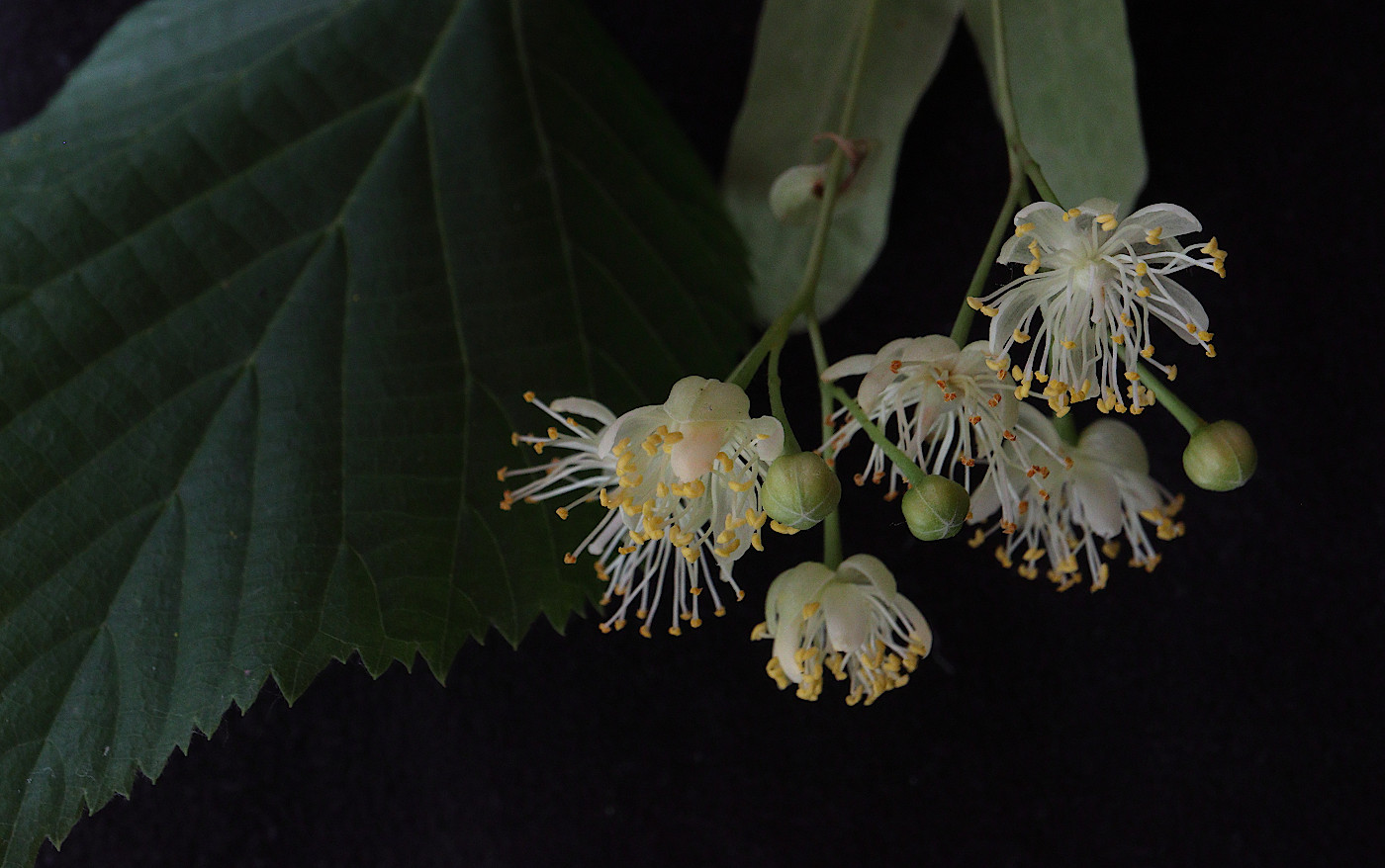 Изображение особи Tilia cordata.