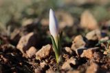 Colchicum triphyllum