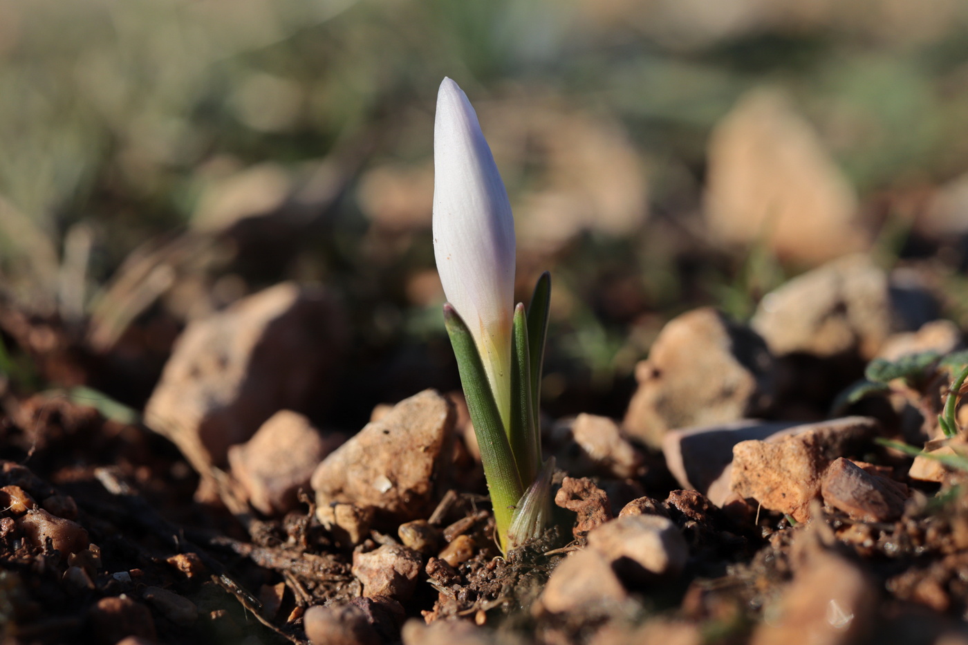 Image of Colchicum triphyllum specimen.