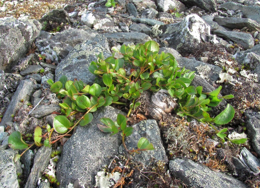 Изображение особи Salix nummularia.