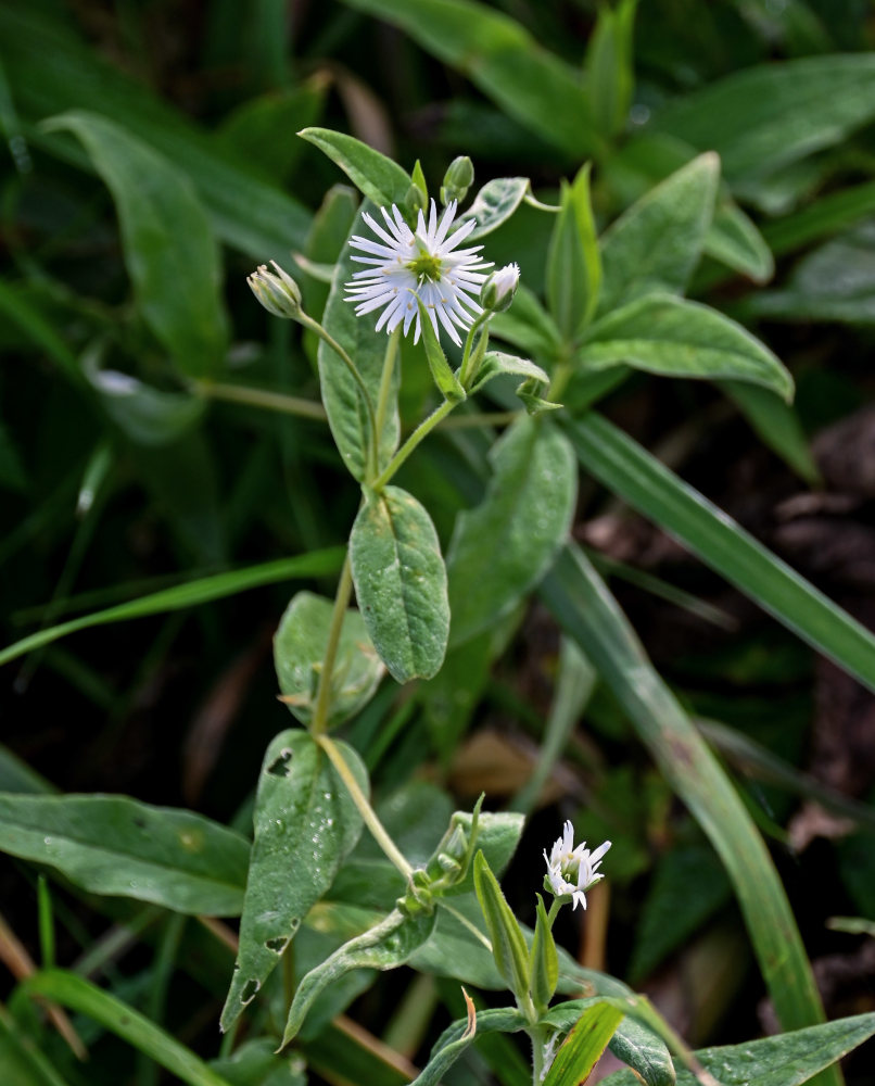 Изображение особи Fimbripetalum radians.