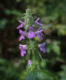 Stachys palustris. Соцветие с питающимися насекомыми. Пермский край, Добрянский р-н, окр. с. Полазна, опушка в хвойном лесу. 30.07.2023.