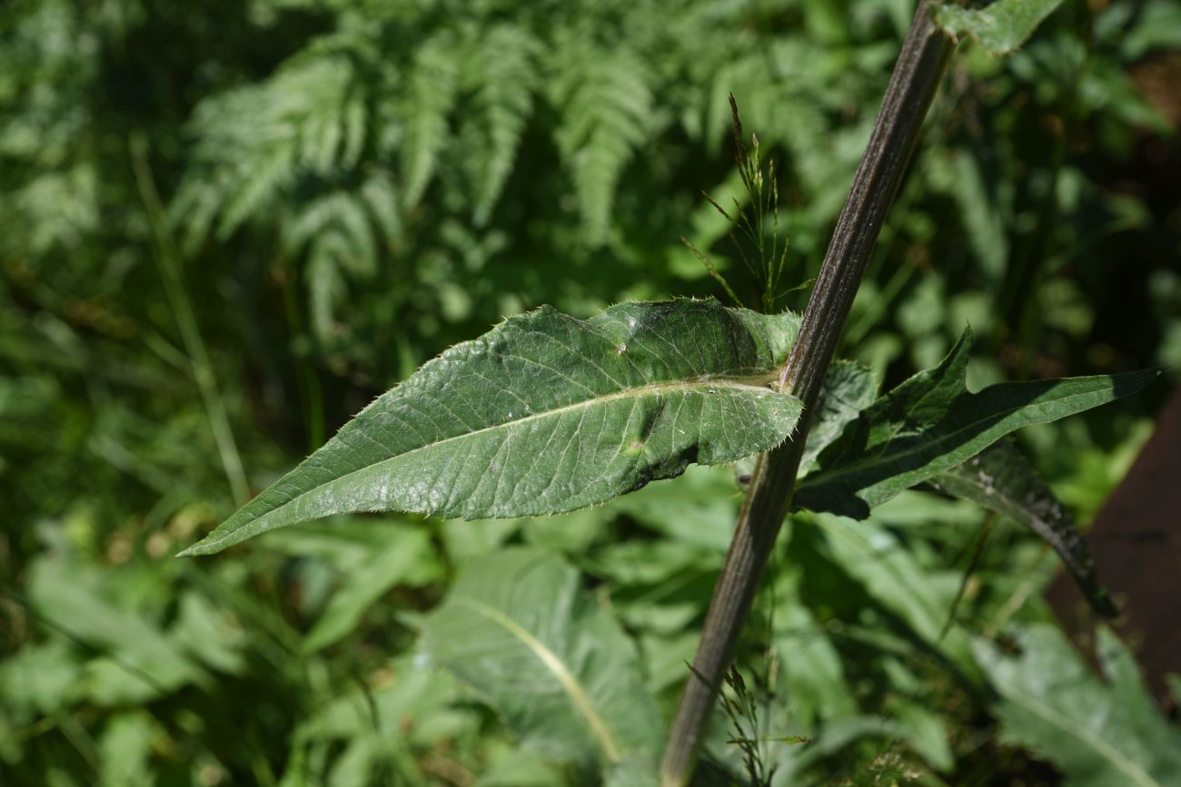 Image of Cirsium heterophyllum specimen.