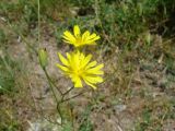 Crepis pulchra подвид turkestanica