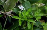 Geranium sibiricum