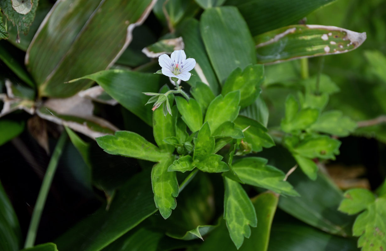 Image of Geranium sibiricum specimen.