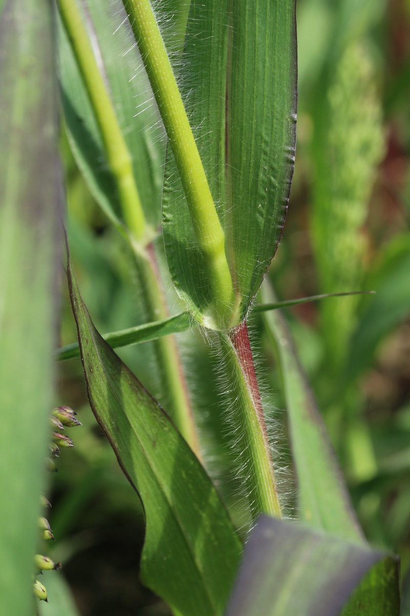 Изображение особи Panicum miliaceum.