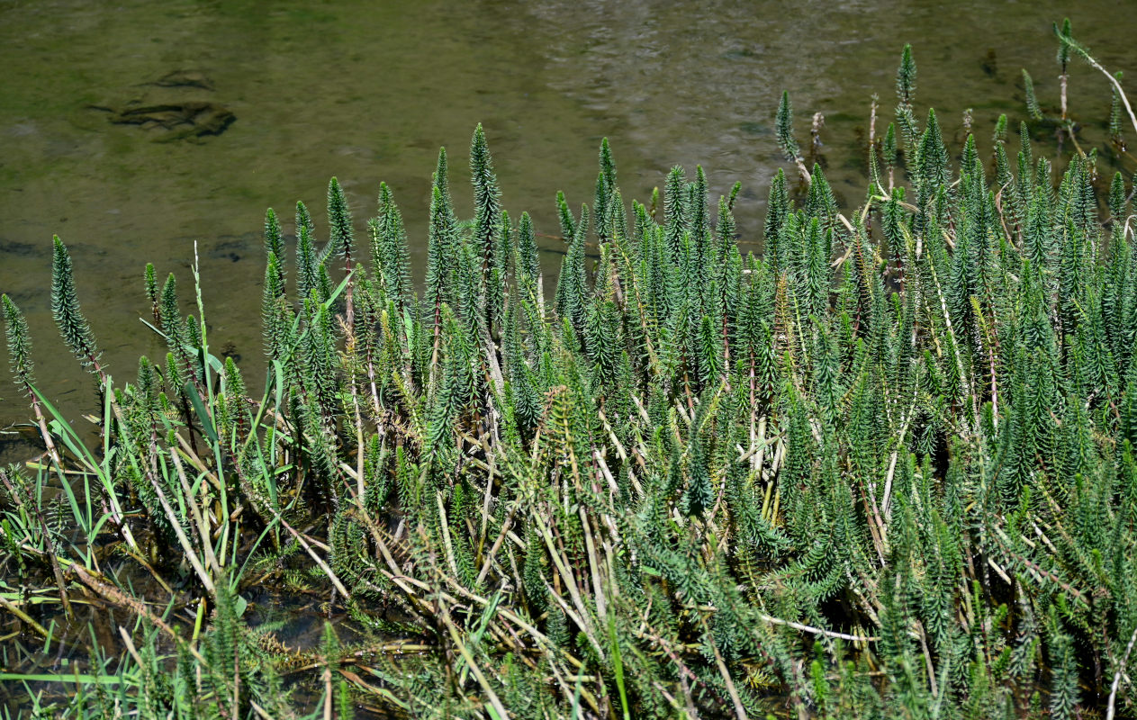 Изображение особи Hippuris vulgaris.