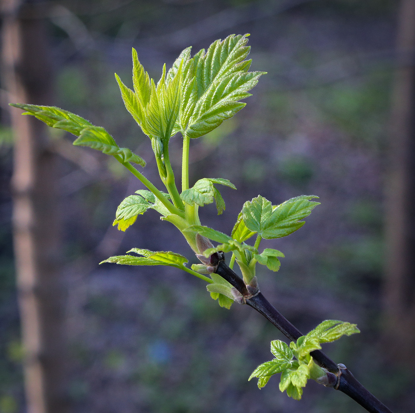 Image of Acer negundo specimen.