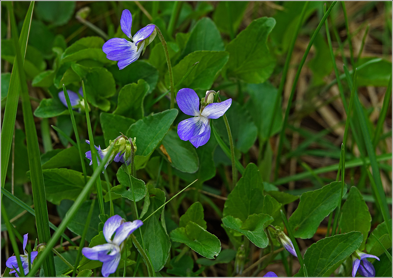 Изображение особи род Viola.