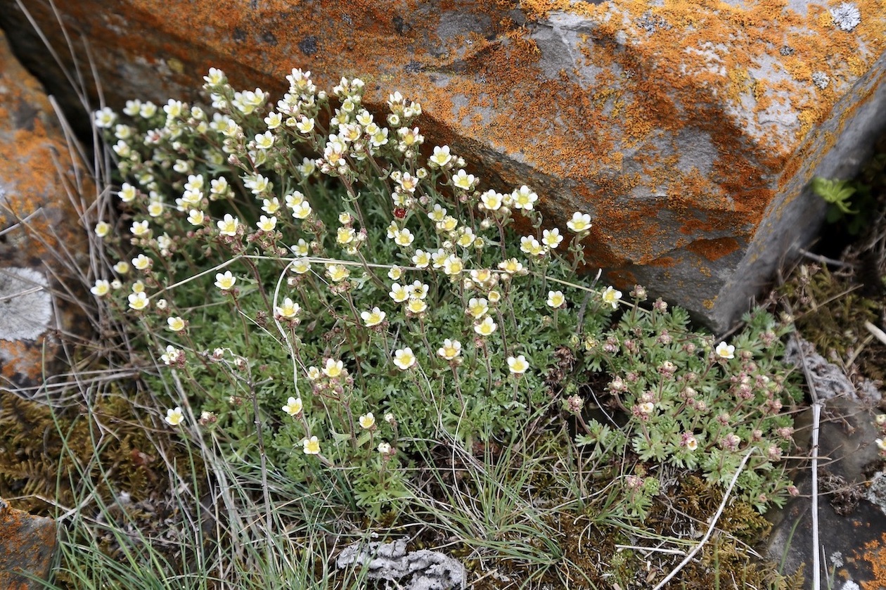 Изображение особи Saxifraga exarata.